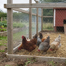 Chicken Wire 1050mm x 31m x 19GA