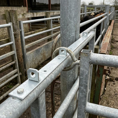 Cattle Lugs on Full Length Plate for Hurdles