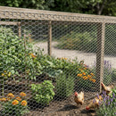 Chicken Wire 1800mm x 25mm x 20GA 50m Roll